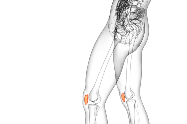 3D vykreslení lékařské ilustrace kostí čéšky — Stock fotografie