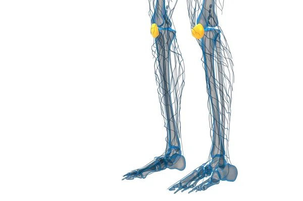 3d рендеринг медицинской иллюстрации кости коленной чашечки — стоковое фото