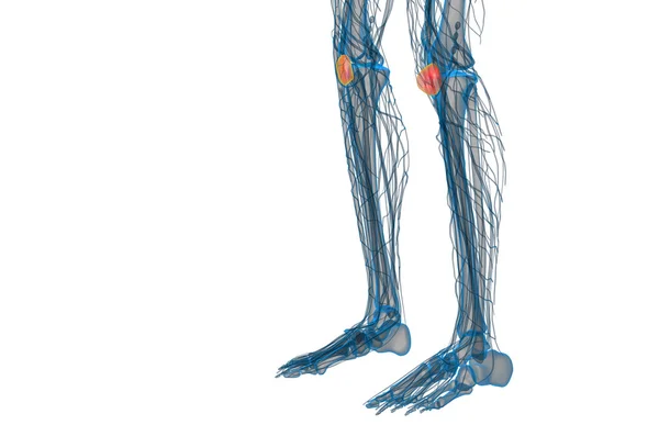 3D göra medicinsk illustration av knäskålen ben — Stockfoto