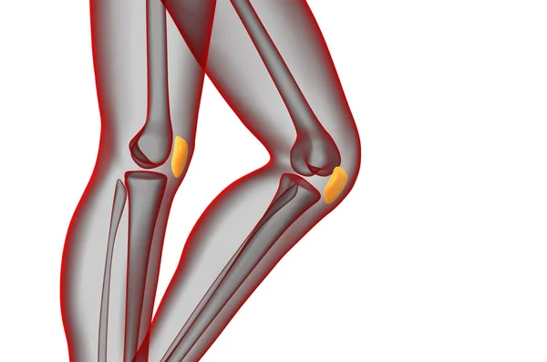 3D göra medicinsk illustration av knäskålen ben — Stockfoto