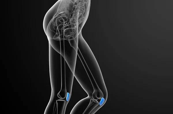 3D-Darstellung medizinischer Darstellung des Patella-Knochens — Stockfoto