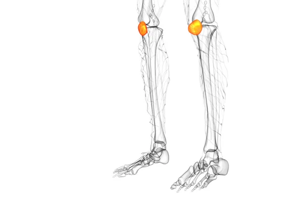 3d renderizar ilustração médica do osso patela — Fotografia de Stock