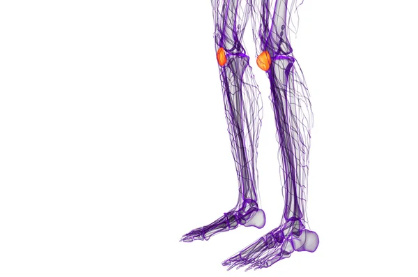 3d візуалізація медичної ілюстрації кістки паелья — стокове фото