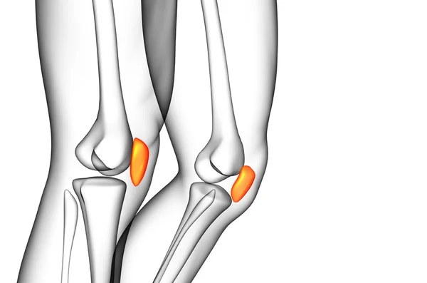Illustration médicale 3d de l'os de la rotule — Photo