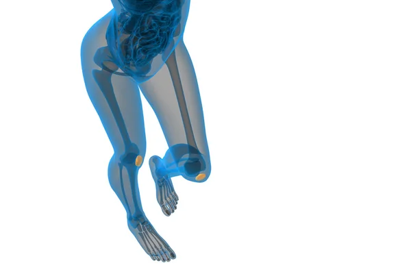 3D render medische illustratie van het patella-bot — Stockfoto