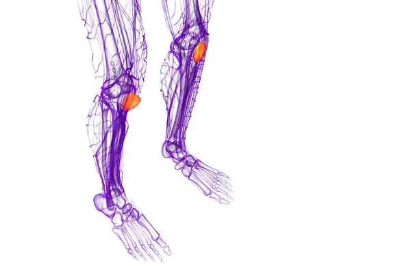 3D göra medicinsk illustration av knäskålen ben — Stockfoto