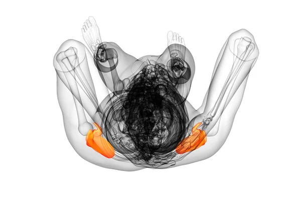 3d hacer ilustración médica del hueso de la escápula —  Fotos de Stock