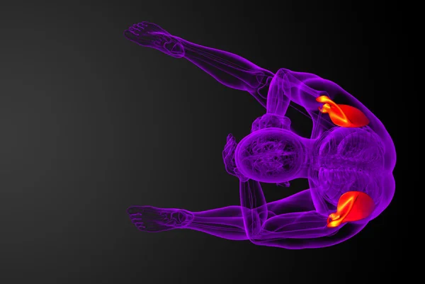 3D-Darstellung medizinischer Darstellung des Schulterblatt-Knochens — Stockfoto