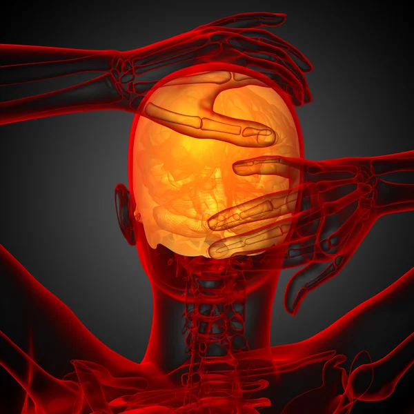 3D render medische illustratie van de bovenste schedel — Stockfoto
