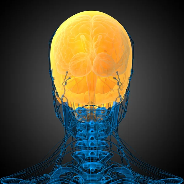 3D göra medicinsk illustration av övre skallen — Stockfoto