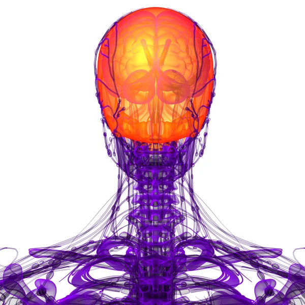 3d render medical illustration of the upper skull — Stock Photo, Image