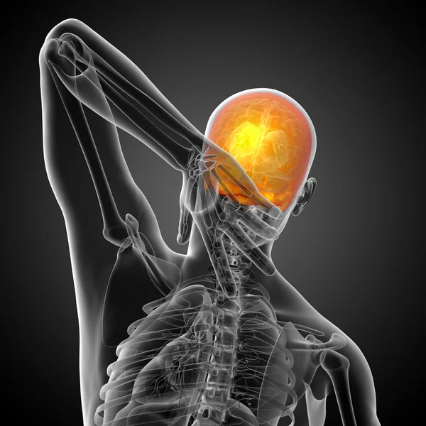 3d render medical illustration of the upper skull — Stock Photo, Image