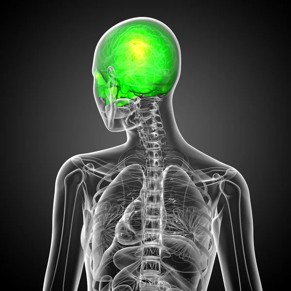 3D göra medicinsk illustration av övre skallen — Stockfoto