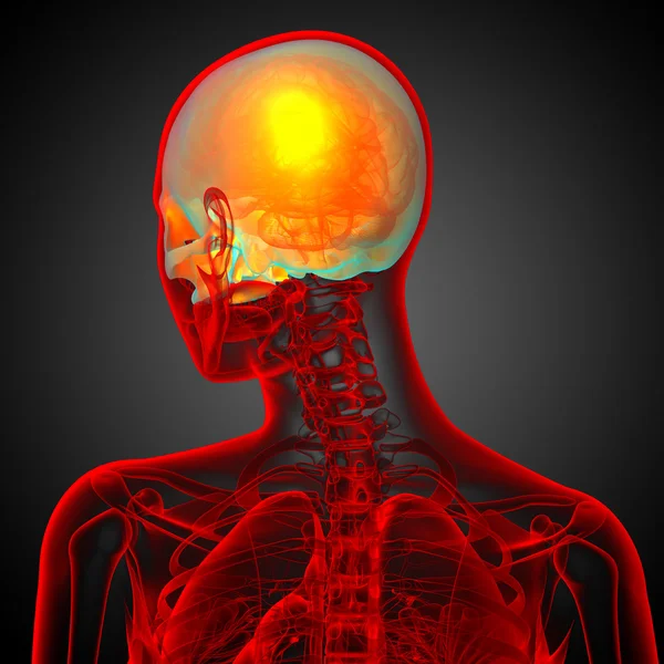 3D render Medikal illüstrasyon üst kafatası 