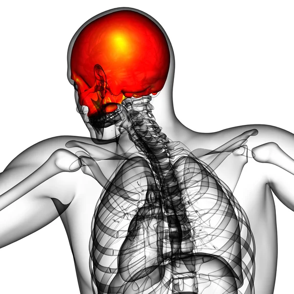 3d 渲染医学插图的上部的头骨 — 图库照片