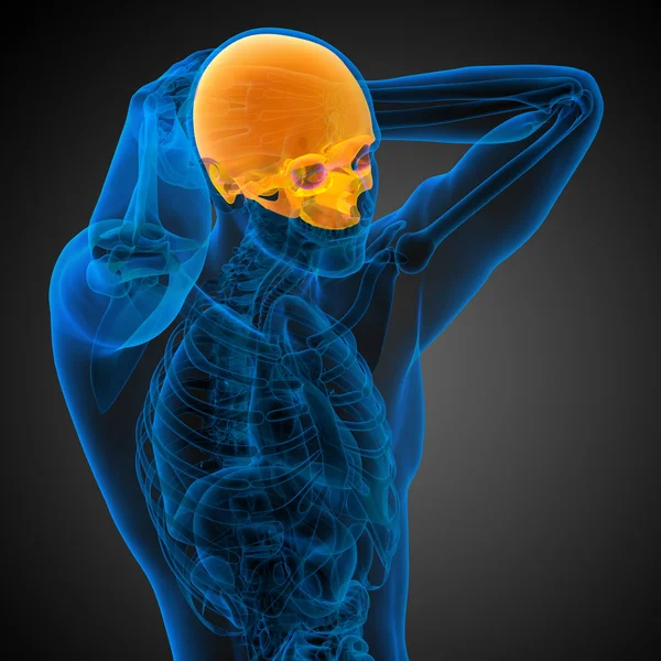 3d render medical illustration of the upper skull — Stock Photo, Image