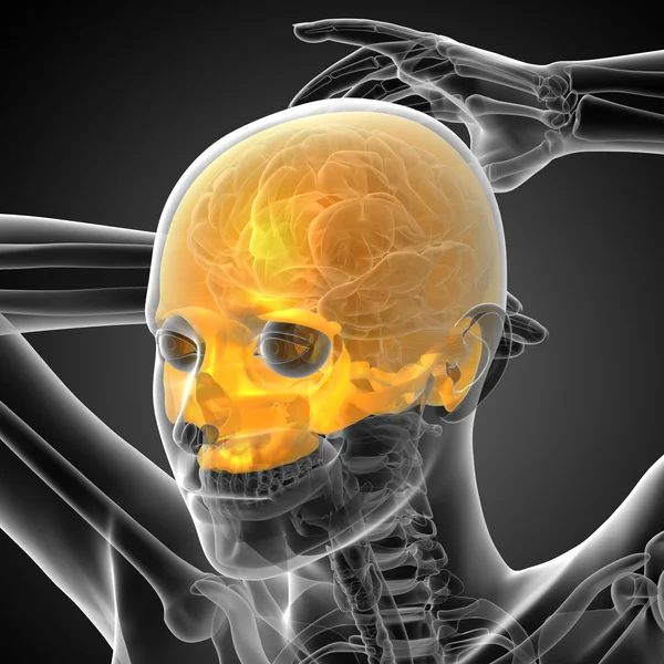 3d rendere illustrazione medica della parte superiore del cranio — Foto Stock