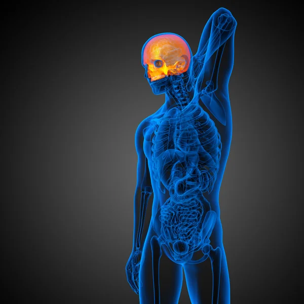 3d render medical illustration of the upper skull — Stock Photo, Image