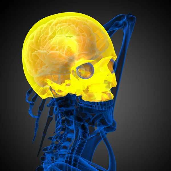 3D-Darstellung der medizinischen Darstellung des oberen Schädels — Stockfoto