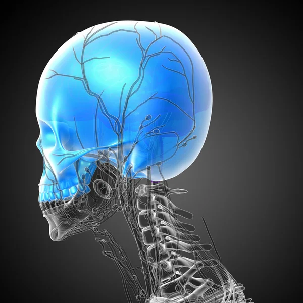 3D render orvosi illusztráció a felső koponya — Stock Fotó