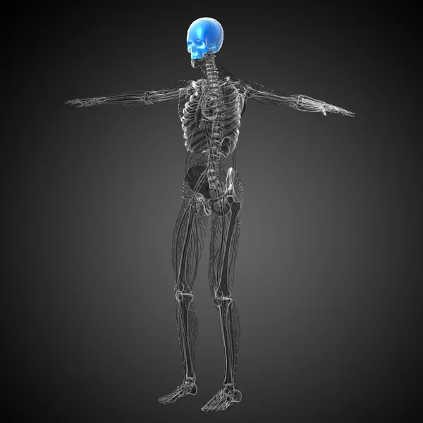 3d візуалізація медичної ілюстрації верхнього черепа — стокове фото