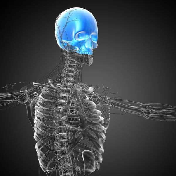 3d rendere illustrazione medica della parte superiore del cranio — Foto Stock