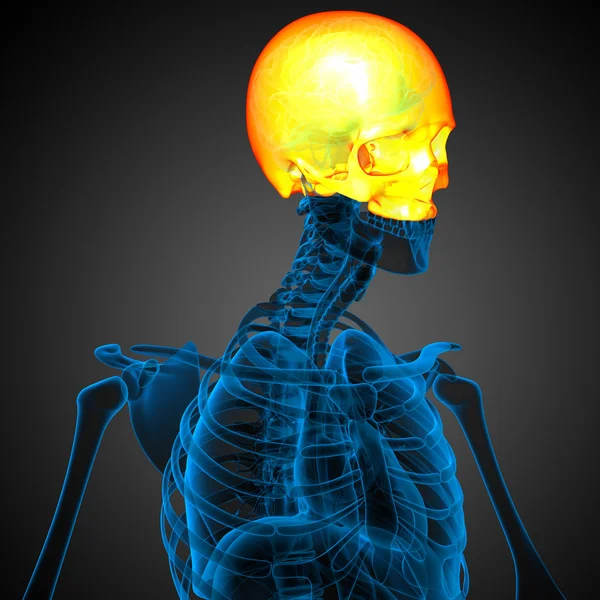 3d render medical illustration of the upper skull — Stock Photo, Image