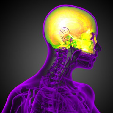 3D render Medikal illüstrasyon üst kafatası 