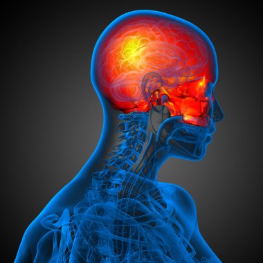 3D render Medikal illüstrasyon üst kafatası 