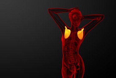 3D render Medikal illüstrasyon kürek kemiğin 