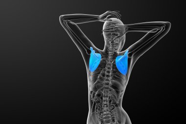 3D render Medikal illüstrasyon kürek kemiğin 