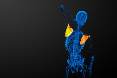 3D render Medikal illüstrasyon kürek kemiğin 