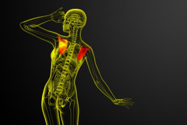 3D render Medikal illüstrasyon kürek kemiğin 