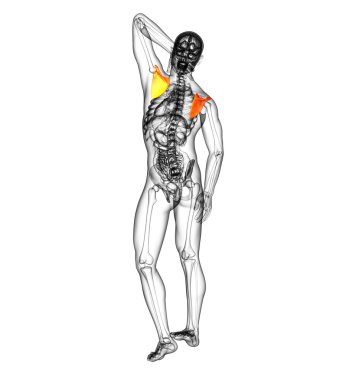 3d render medical illustration of the scapula bone  clipart
