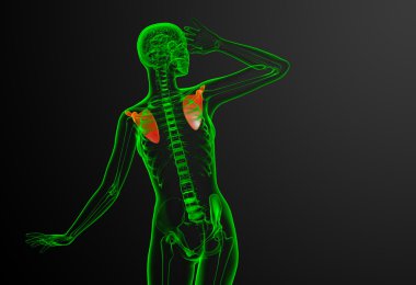 3D render Medikal illüstrasyon kürek kemiğin 