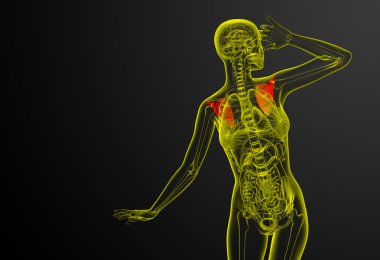 3D render Medikal illüstrasyon kürek kemiğin 