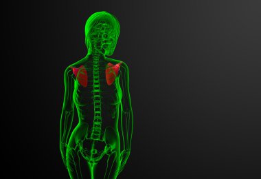 3D render Medikal illüstrasyon kürek kemiğin 