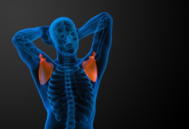 3D render Medikal illüstrasyon kürek kemiğin 