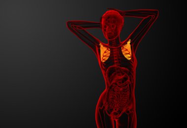 3D render Medikal illüstrasyon kürek kemiğin 