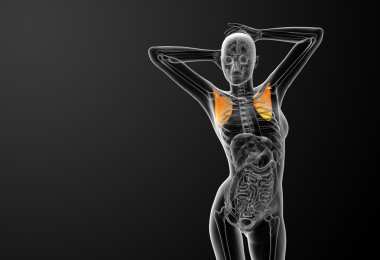 3D render Medikal illüstrasyon kürek kemiğin 