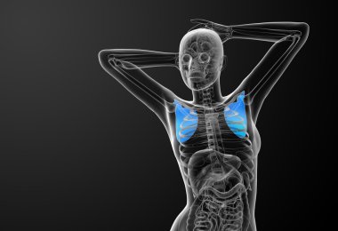 3D render Medikal illüstrasyon kürek kemiğin 