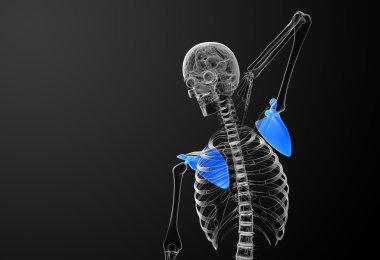 3D render Medikal illüstrasyon kürek kemiğin 