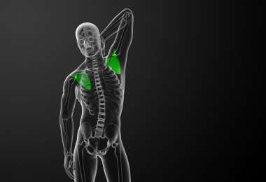 3D render Medikal illüstrasyon kürek kemiğin 