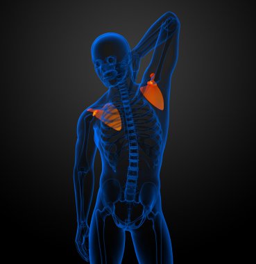 3D render Medikal illüstrasyon kürek kemiğin 