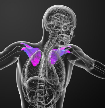 3D render Medikal illüstrasyon kürek kemiğin 