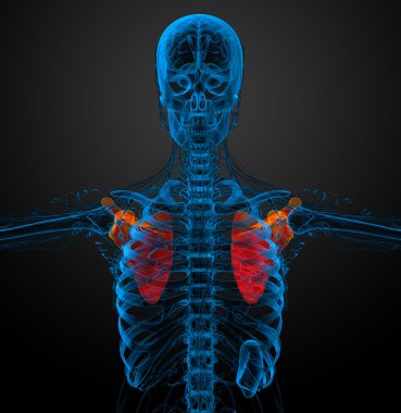 3D render Medikal illüstrasyon kürek kemiğin 