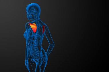 3D render Medikal illüstrasyon kürek kemiğin 