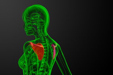 3D render Medikal illüstrasyon kürek kemiğin 