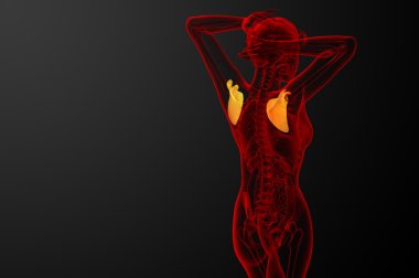 3D render Medikal illüstrasyon kürek kemiğin 