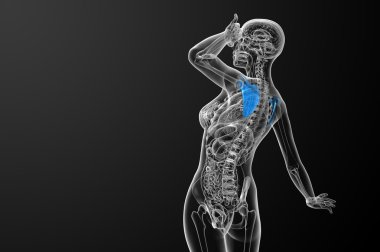 3D render Medikal illüstrasyon kürek kemiğin 